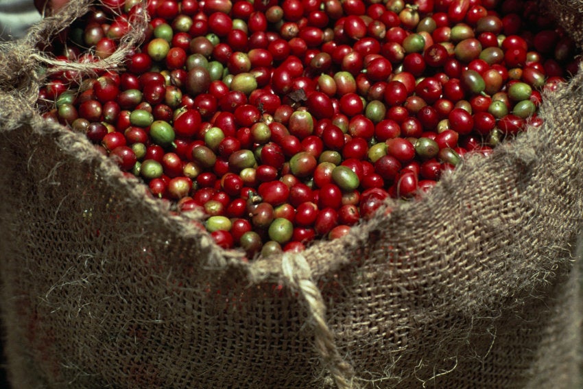 Cerezas de café