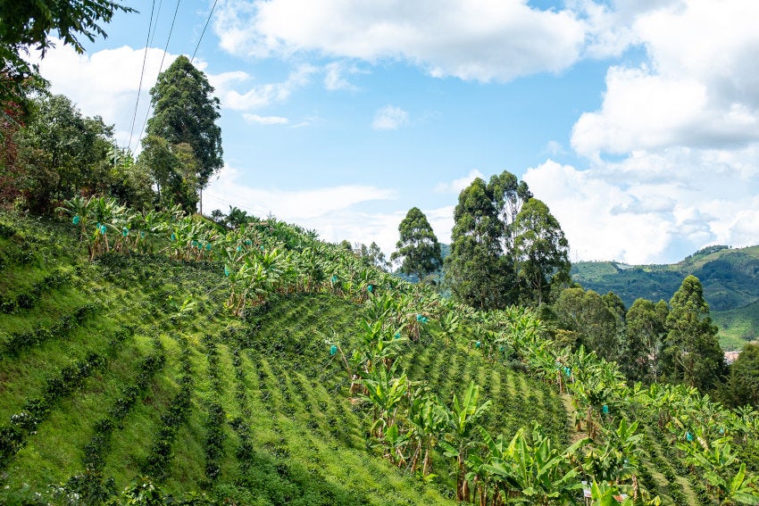 Plantación de café de Antioquía (Colombia)