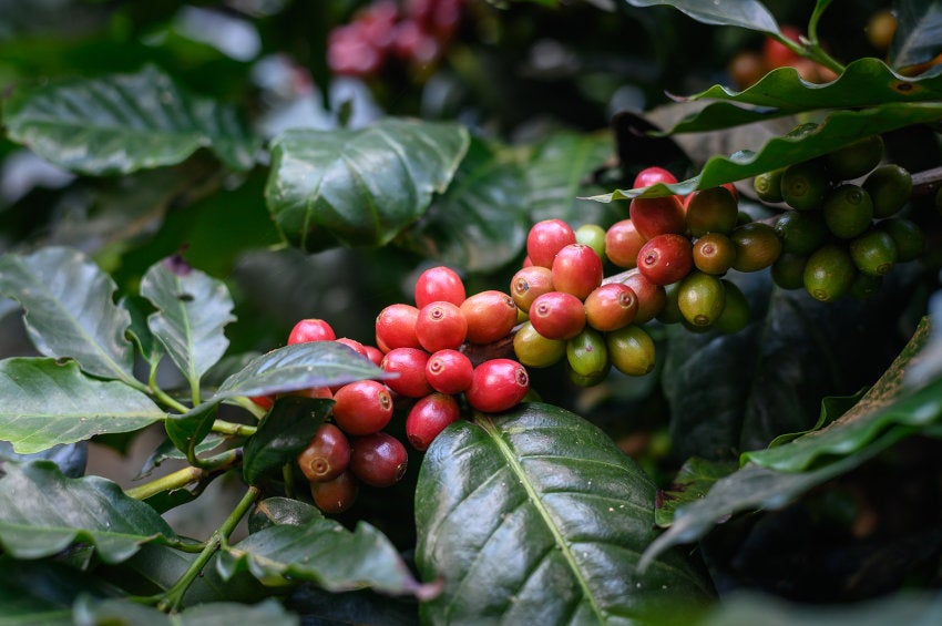 Maduración de los granos de café