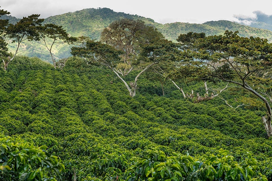 Plantación de café en altura y a la sombra en Panamá