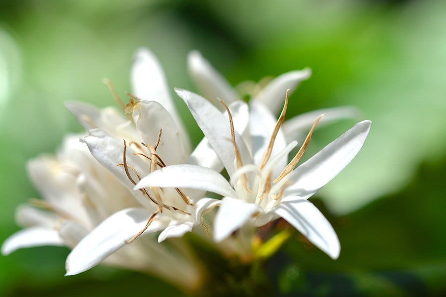 La planta del café