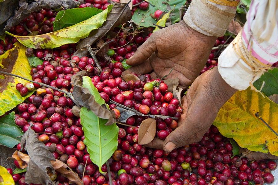 Bayas de café maduras