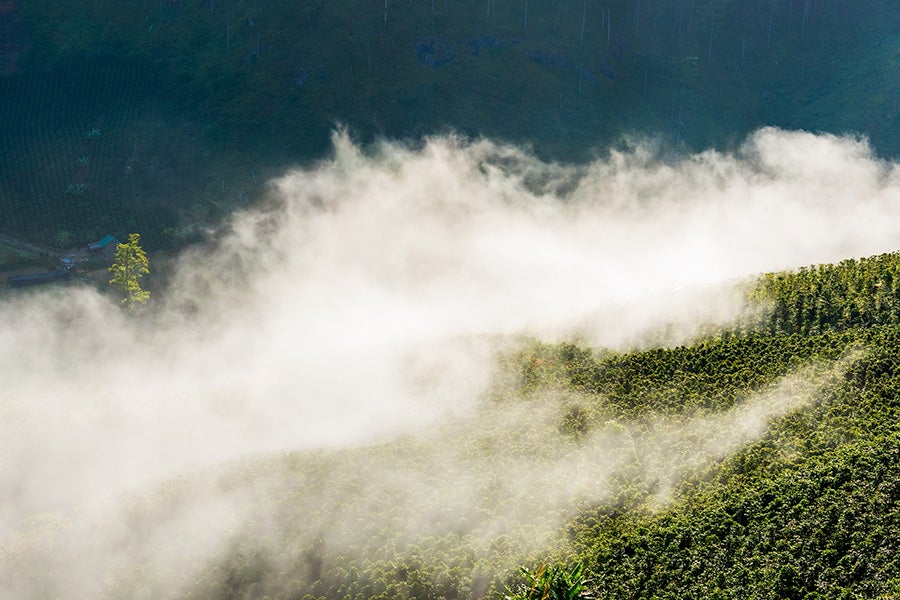 Plantación de café en el trópico